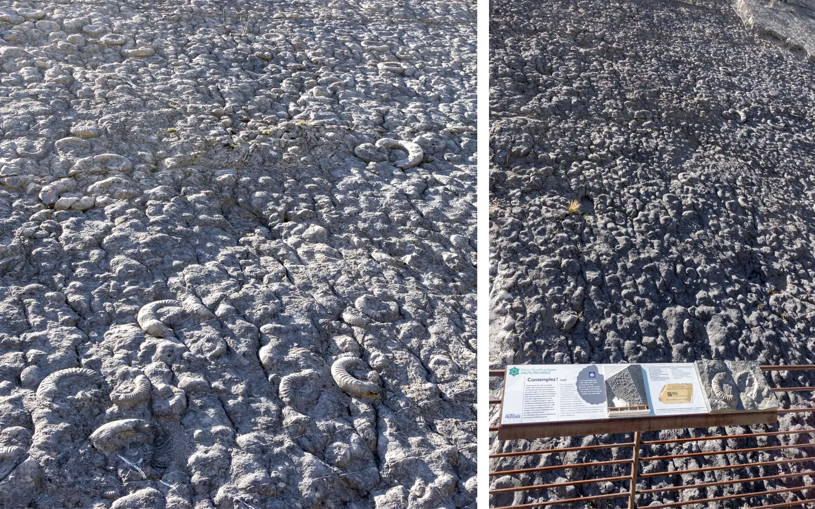 Signalétique d’interprétation de la Dalle aux Ammonites