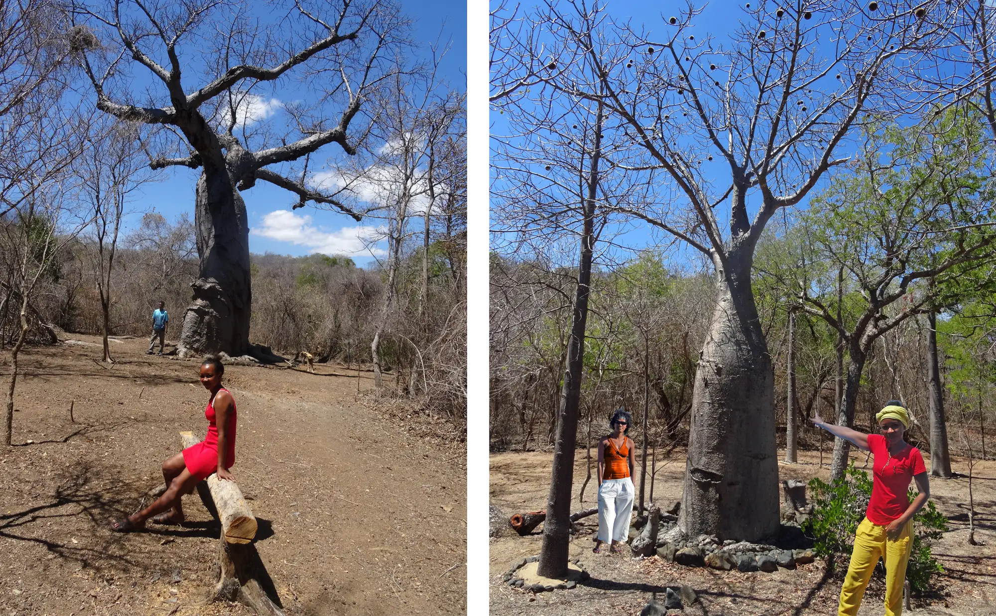 Parcours entre mangrove et baobabs face à l’archipel de Nosy Hara