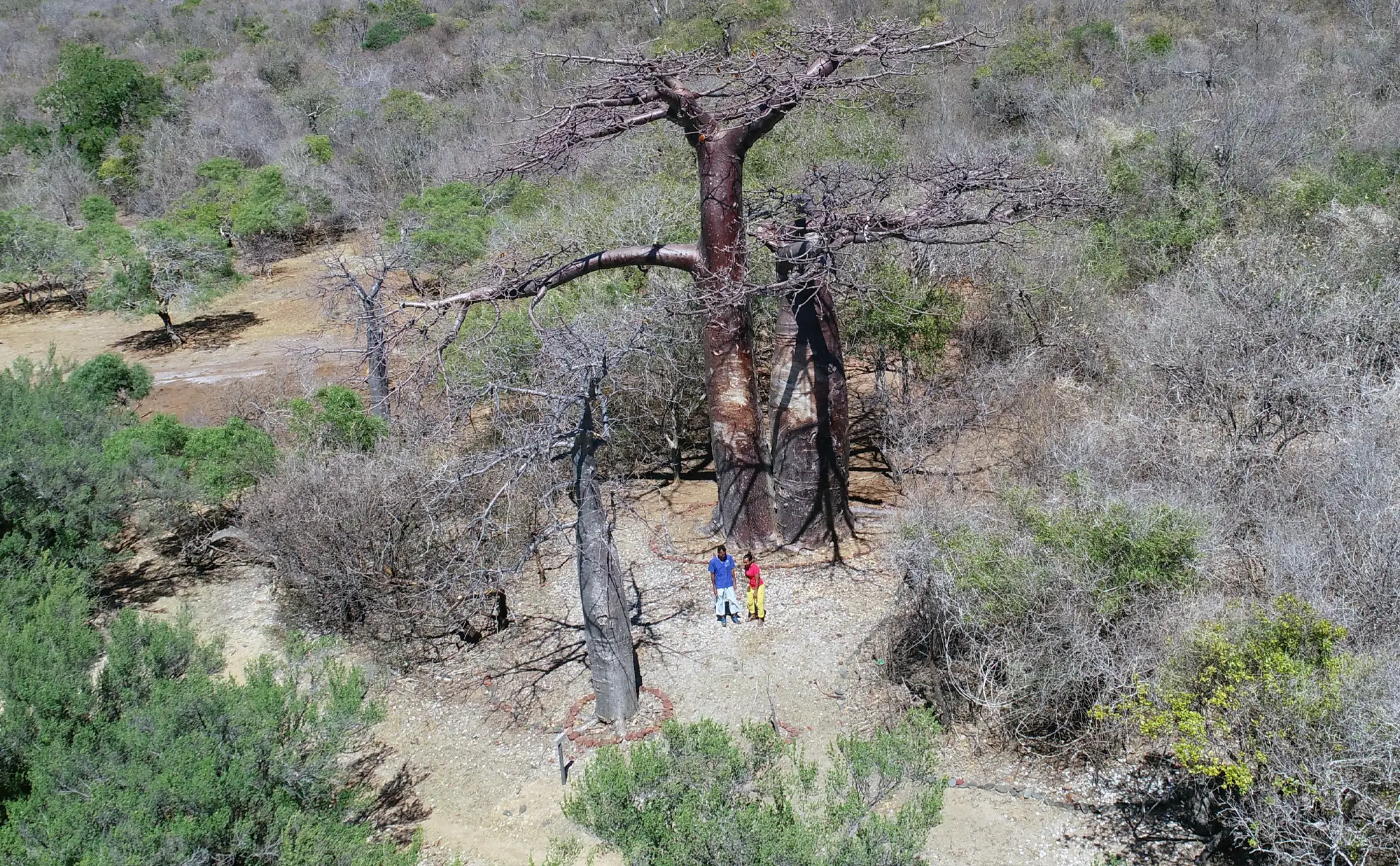 Parcours entre mangrove et baobabs face à l’archipel de Nosy Hara