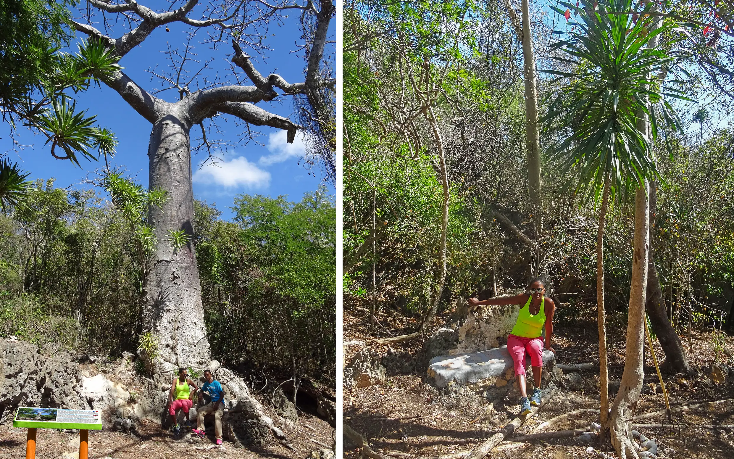 Sentier des Deux Baobabs — vue 2
