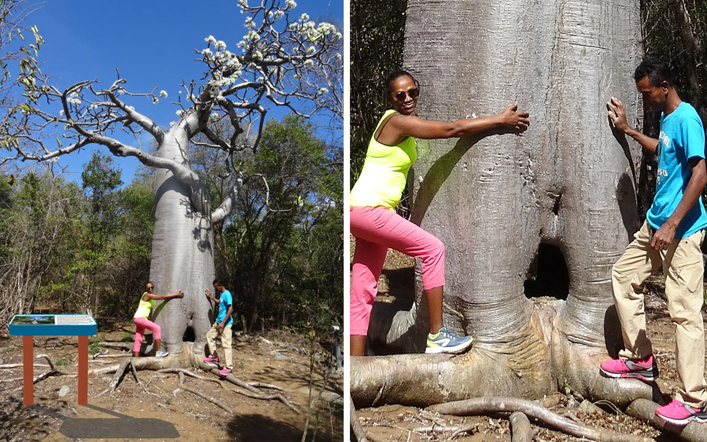 Sentier des Deux Baobabs — vue 5