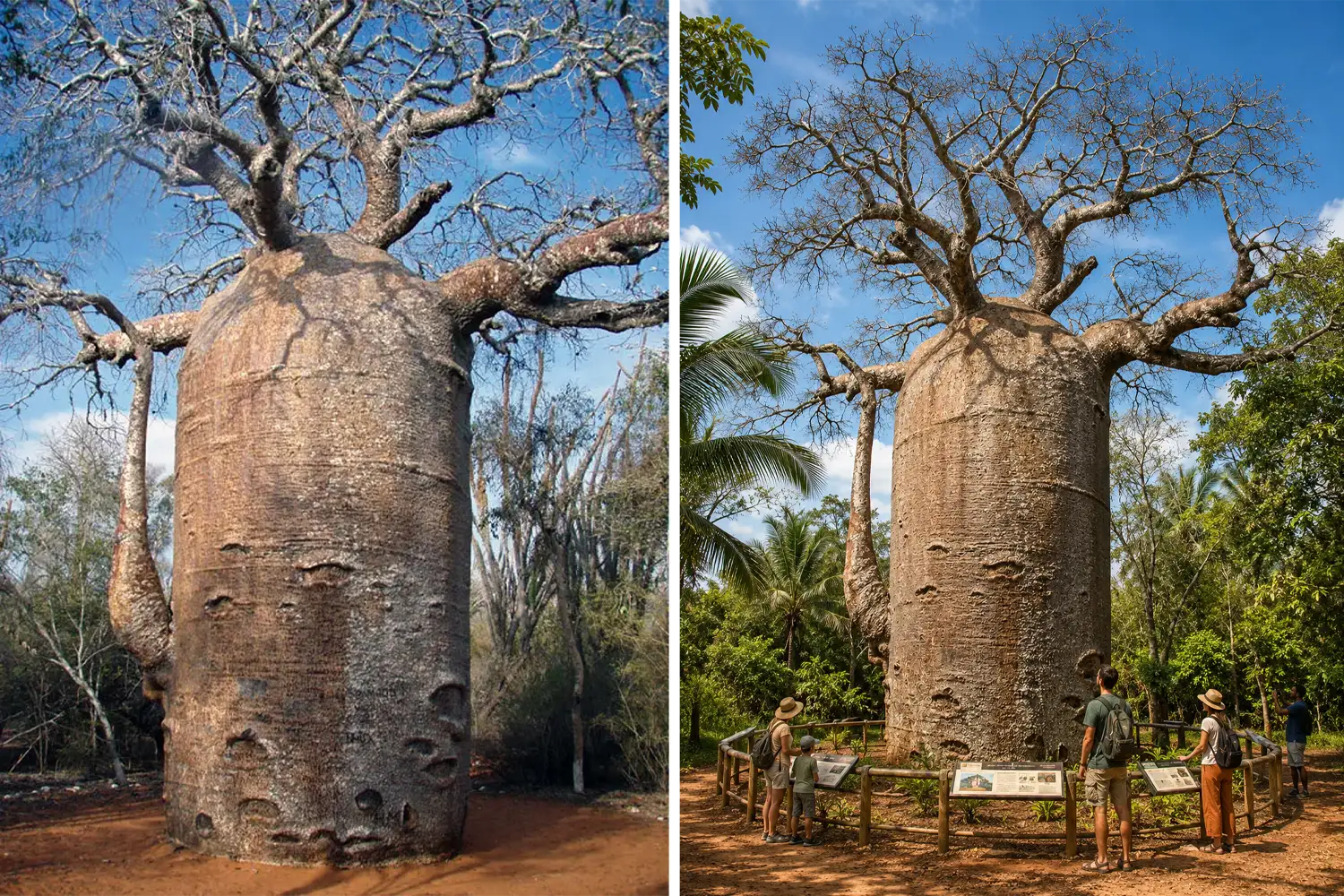 Mise en valeur artistique d'un arbre remarquable